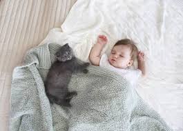 Convivencia gatos y bebes