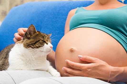 Todo lo que Necesitas Saber sobre Toxoplasmosis